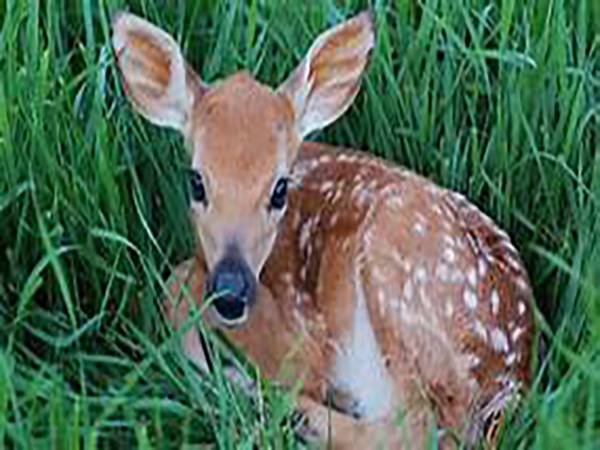 Fawn curls up at 'Unknown' soldier's headstone in Georgia cemetery, photo shows