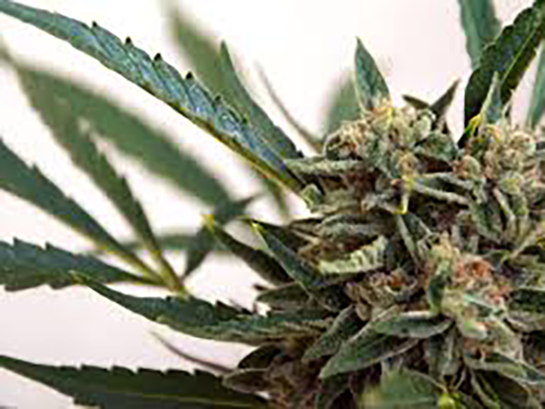 The FBI is probing the pot industry, but not for the reason you might expect