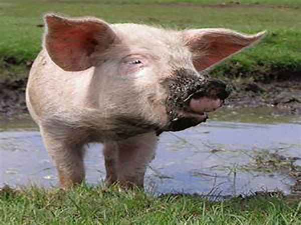 Lost pigs stop traffic on Virginia interstate, wild video shows