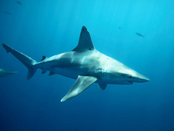 Shark seen eating a seal in shallow water off Cape Cod beach: video
