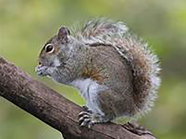 Amusing pictures show squirrel 'stockpiling' nuts, 'panic-buying' toilet paper