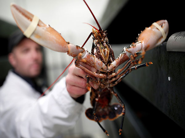 Massachusetts fisherman, 13, catches rare blue lobster: 'I was confused and excited'