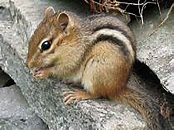 Chipmunks, fattened up on acorns, are driving people nuts