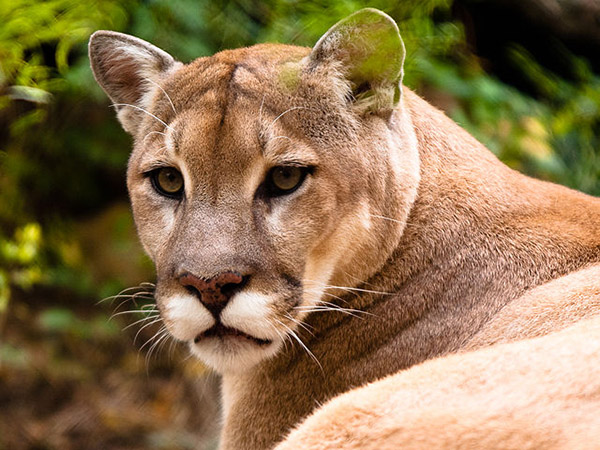 Secret life of cougars captured by Sooke man's wildlife cameras