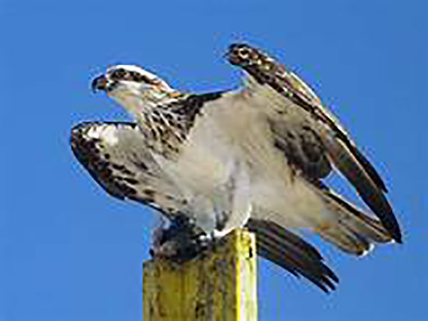 Massive bird of prey snags shark-like fish in wild video