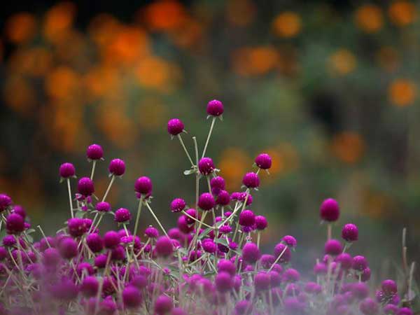 Annual Pyin Oo Lwin festival to feature flowers from three European countries