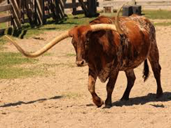 Texas longhorn named Bucklehead breaks world record for horn span: See the pics