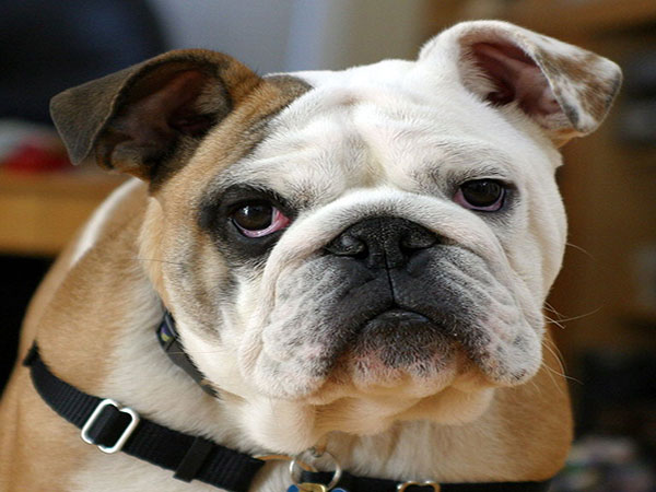 Bulldog in England gives birth to 20 puppies