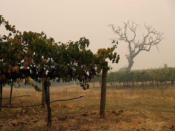 California wineries unlikely to sell smoky wines post-wildfires, expert says