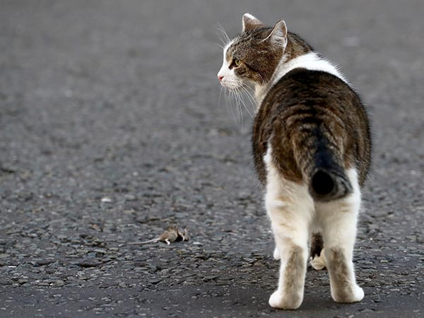 Trainer gets cat to mimic human movements in what researchers are calling a first