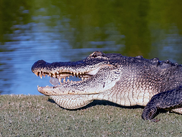 Large alligator climbs up Florida family's door with belly pressed against glass; cat unimpressed