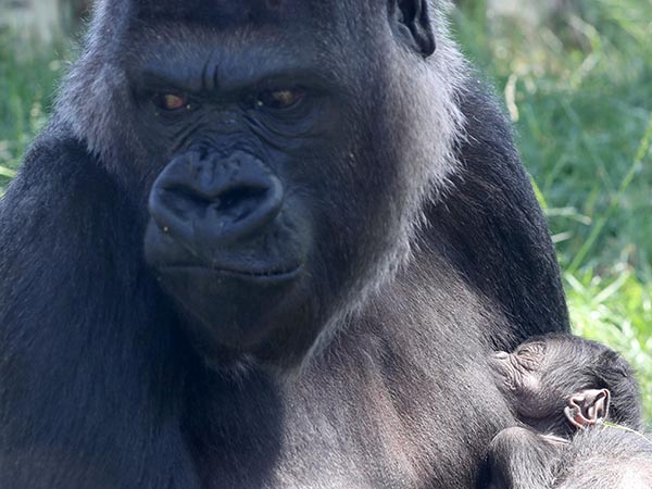 Endangered baby gorilla, born 6 days ago at Audubon Zoo in New Orleans, has died