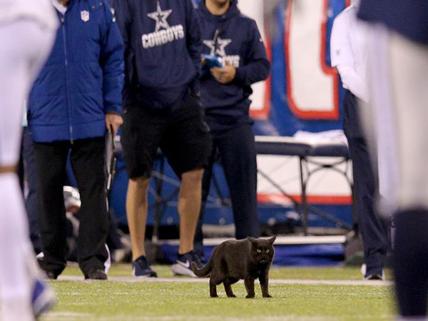 Black cat halts Giants-Cowboys Monday Night Football game, leaving viewers transfixed