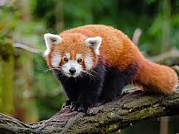 Columbus Zoo safely locates red panda, Kora, that had vanished