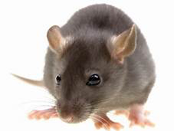 Starving 'cannibal' rats are on the march during the coronavirus pandemic