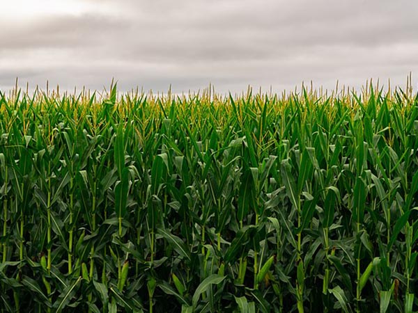 CBOT agricultural futures drop on Ida-induced infrastructure damages