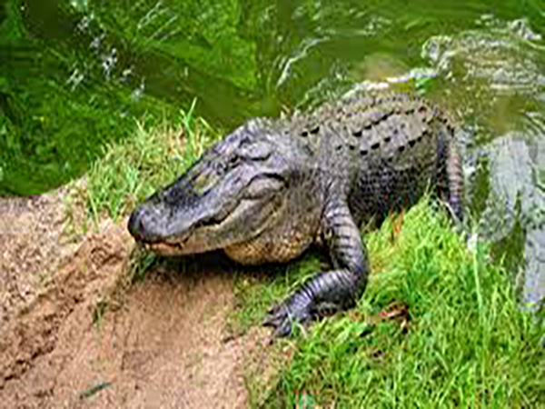 Alligators caught climbing fences and swimming across roads in Florida