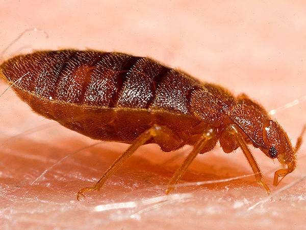 Federal workers sent home due to bedbug infestation