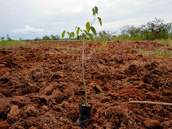 Brussels says planting three billion trees will help save the planet. Experts aren't so sure...