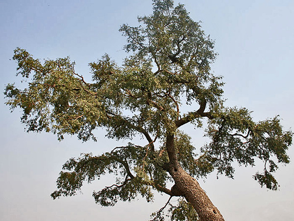 Drones to plant 1m ghaf trees in UAE
