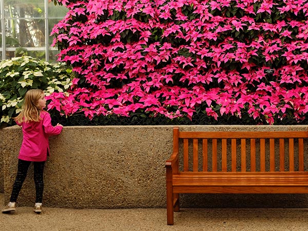 'Crappy half-dead' poinsettia from grocery store just won't stop growing