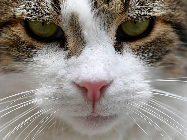 You might be feeding your cats wrong, according to a new study