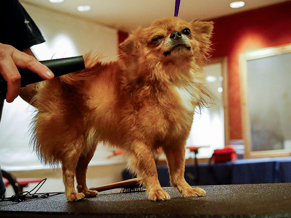 Chihuahua granted last minute reprieve after Jean-Claude Van Damme intervention
