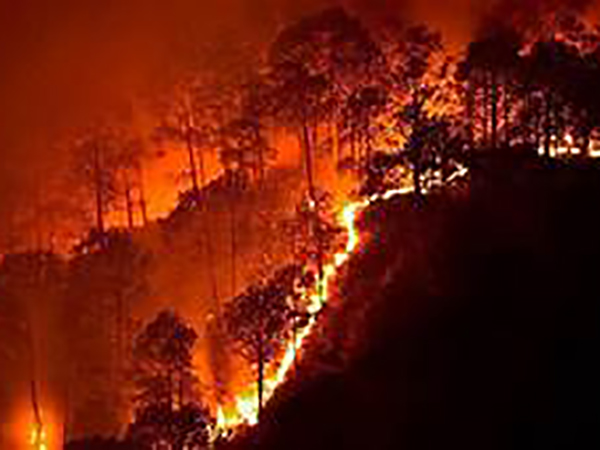 Forest fires surge in Brazil's Amazon rainforest, prompting fears for 'planet's lungs'