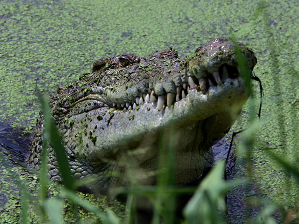 Australian fisherman brings 5-foot crocodile home after capturing it in a dam