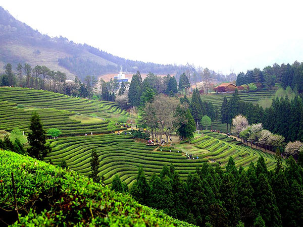 Sri Lanka tea production drops nearly 30 percent in October 2019, exports increase 10.7 percent
