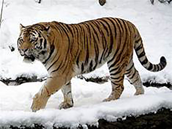 Siberian tiger kills animal keeper at zoo in Zürich