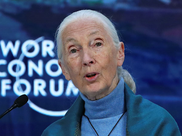 Humans' 'disrespect of nature' is partly to blame for COVID-19: Jane Goodall
