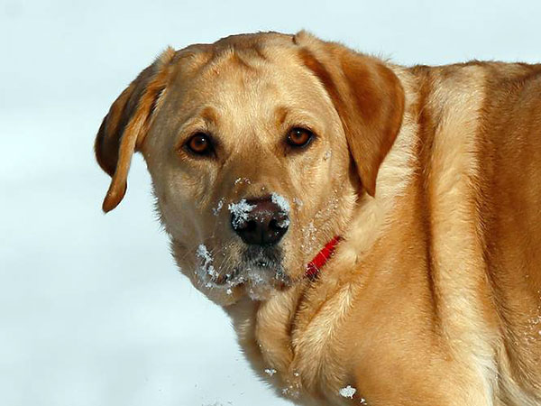 Stolen dog Buckaroo back home