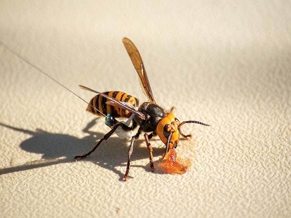 First 'murder hornet' nest in U.S. located near B.C.'s southern border