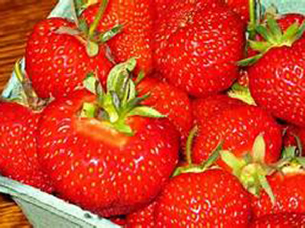 Pick your own fruit: Thousands of Finns replace foreign workers save summer strawberry harvest