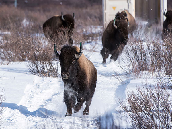 Bison stampede at Yellowstone National Park after tourists get too close: 'I could feel the earth rumbling'