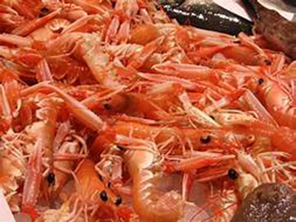 }Why shrimps are being turned into batteries to store renewable energy