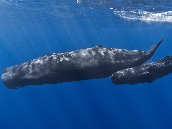 Italy: Operation to free sperm whale from illegally cast fishing net enters third day