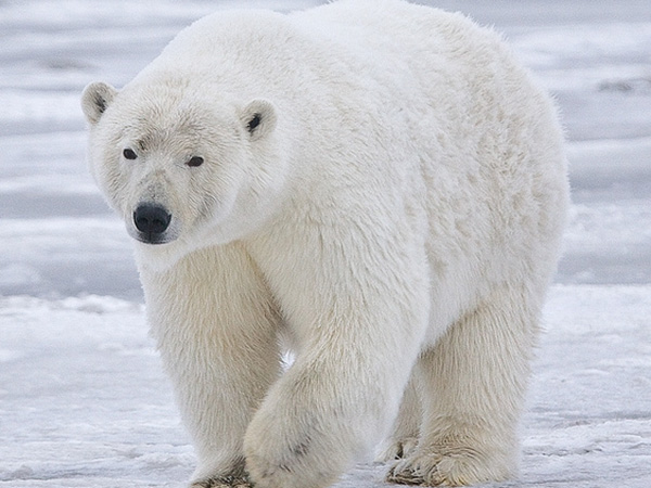 Climate change: Polar bears could be all but extinct by 2100, study warns
