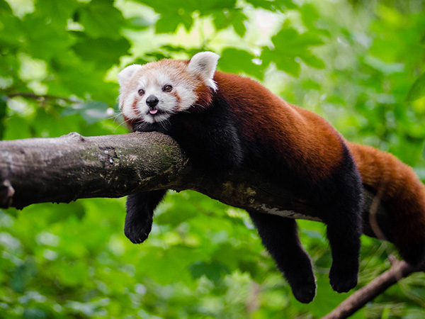 Columbus Zoo: Red panda 'with a long, fluffy striped tail' has vanished