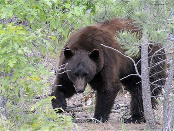 Spring bear hunt proposal pits hunters against wildlife conservationists