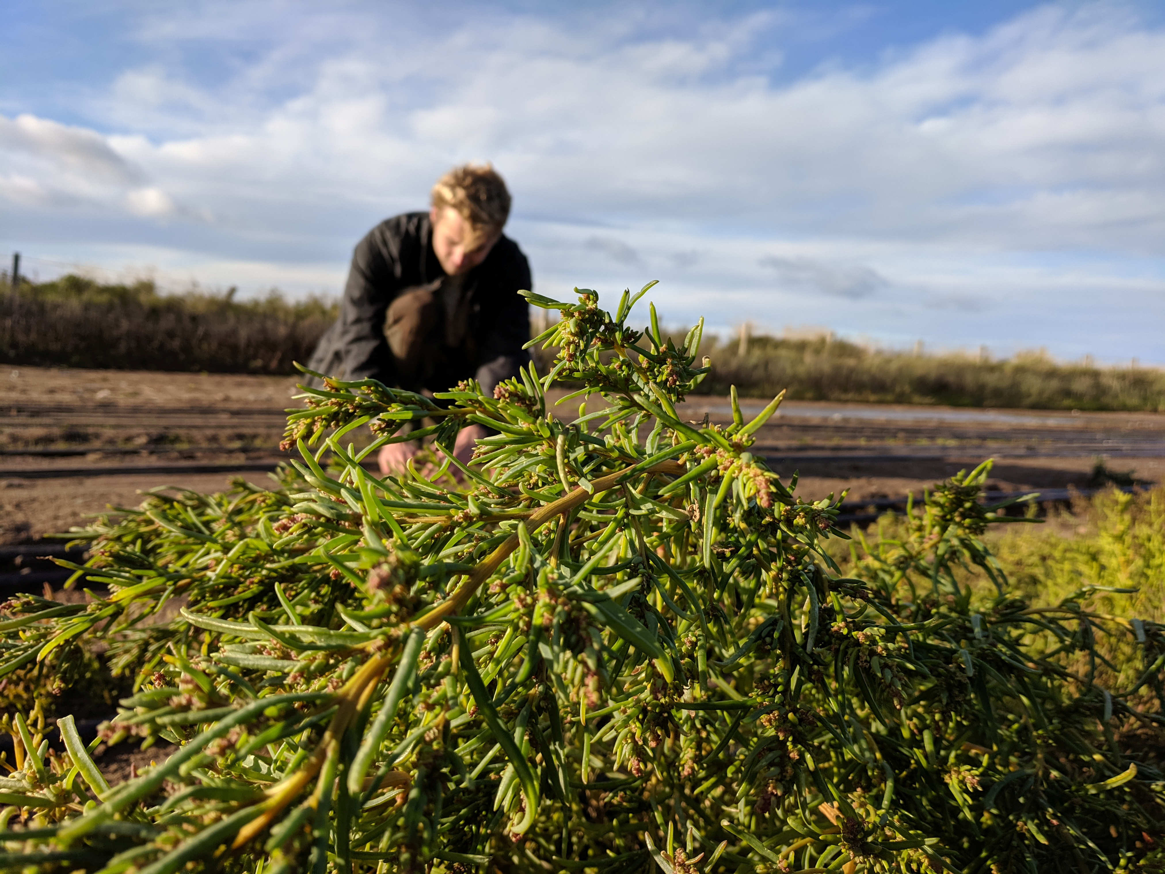 Growing vegetables in seawater could be the answer to feeding billions