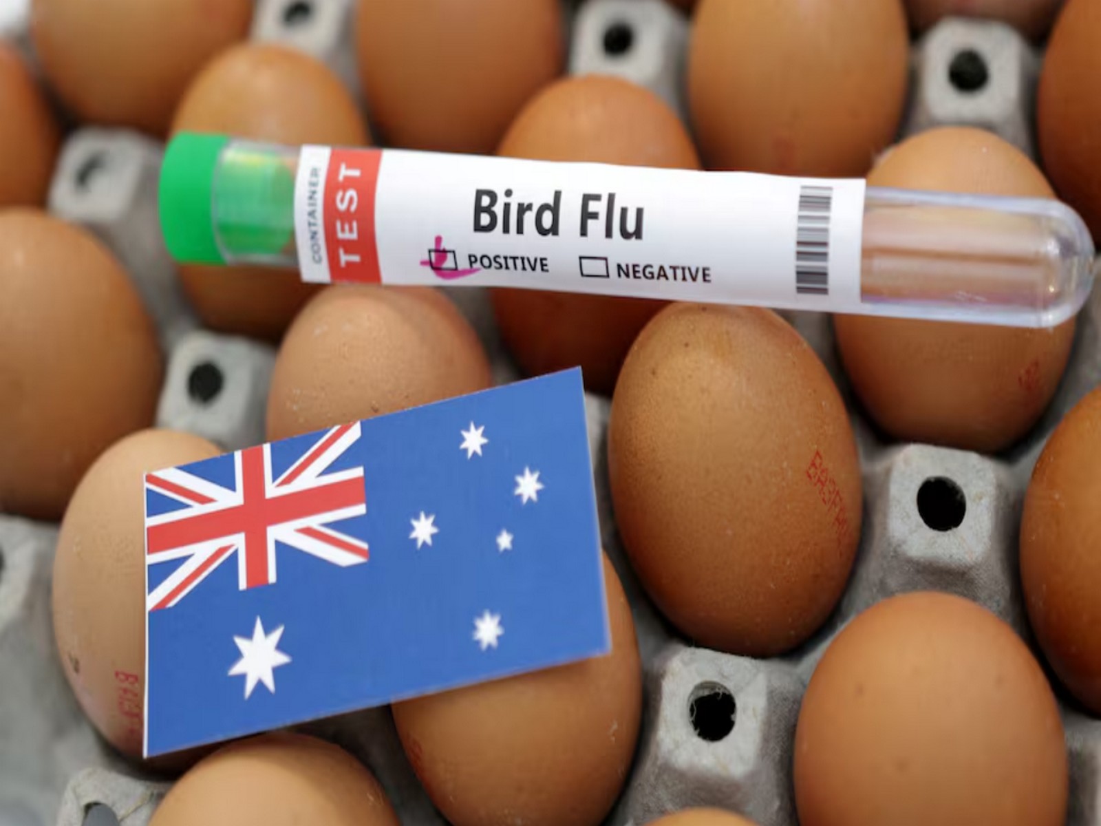 Australia confirms first H5N1 bird flu case in local mammal