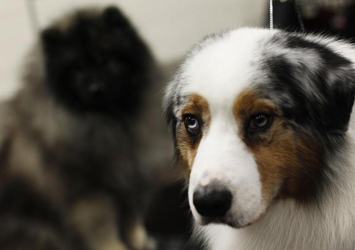 Good boy alerts rescuers to suspected dognapping