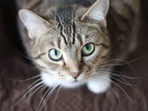 Who let the cats out? Cornwall moves to curb stray population