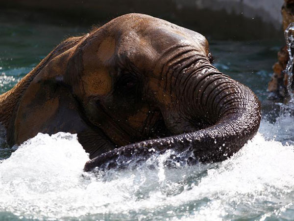 Elephants keep it cool amid high temperatures