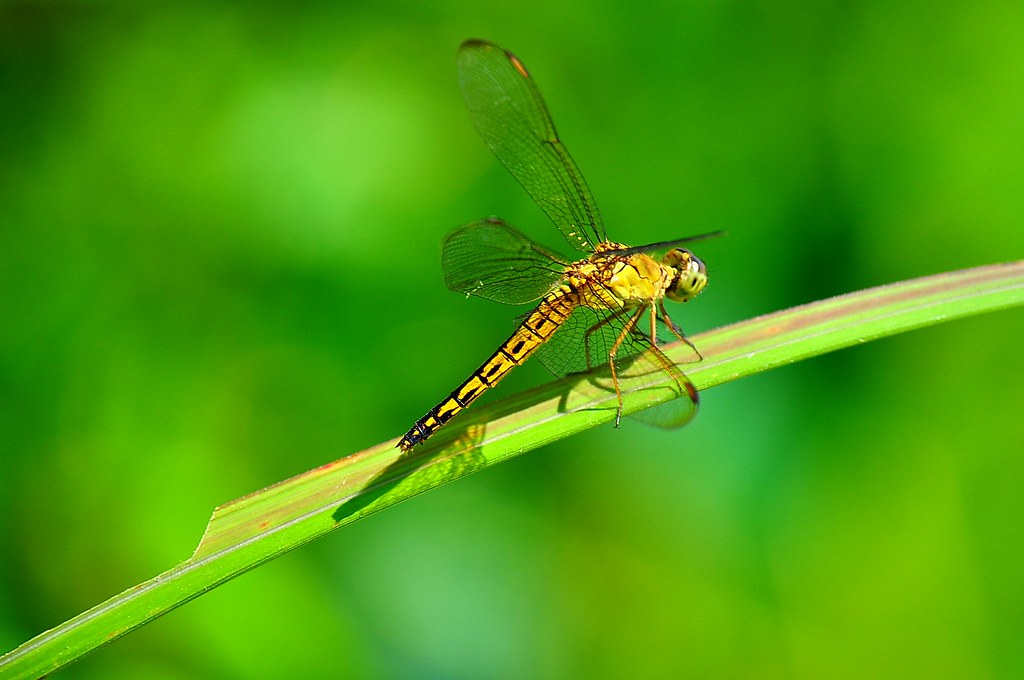 Salty dragonflies mean more mosquitoes, researchers find