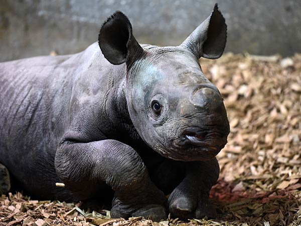 Conservationists celebrate as birth of ultra-rare rhino is caught on camera at Chester zoo