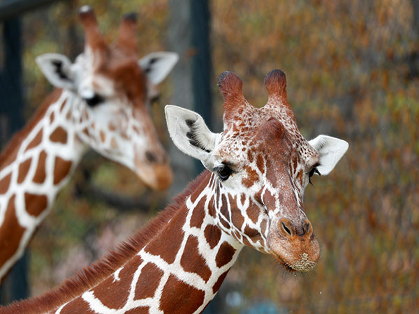 US imports are helping to drive the 'silent extinction' of giraffes