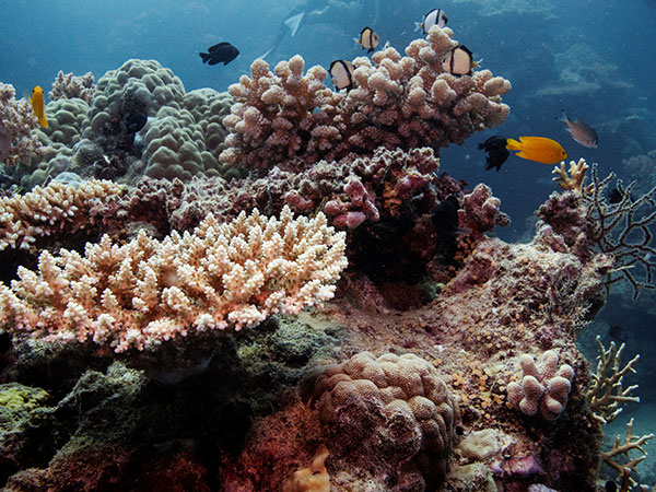 Coral reef taller than the empire state building found in Australia